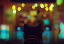 Stray