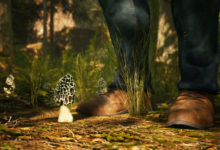 Morels: The Hunt