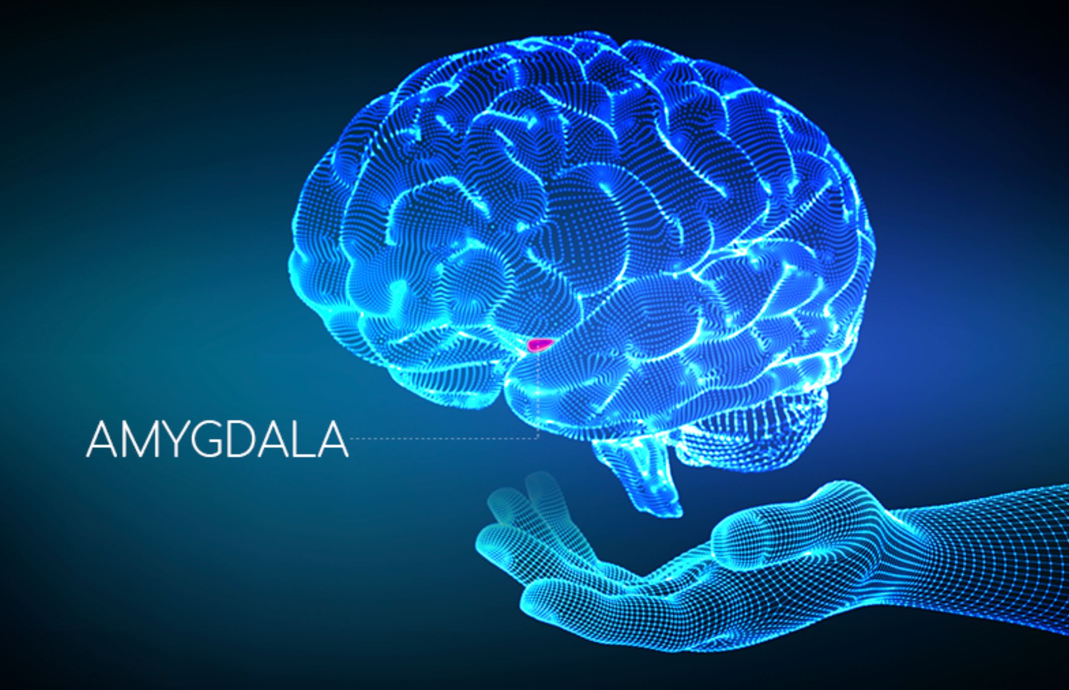 AMYGDALA